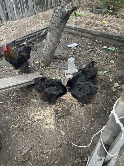 яицо Брама инкубационное.