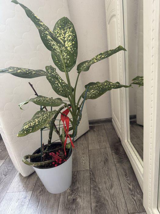 Цветы домашние растения