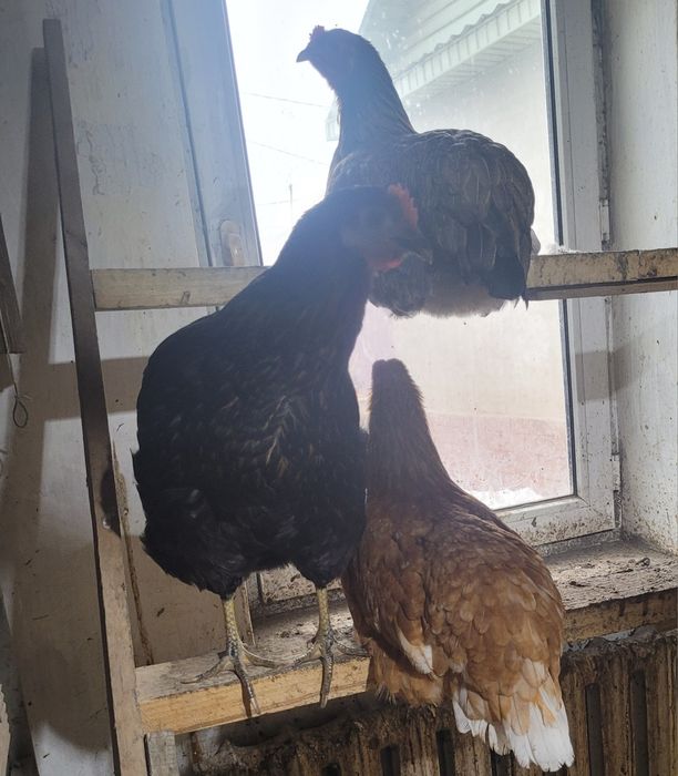 Домашние куры и петушки