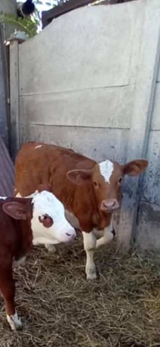 Vând o vițea bună cu stea în frunte