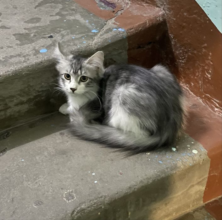 Котята, отдам в добрые руки