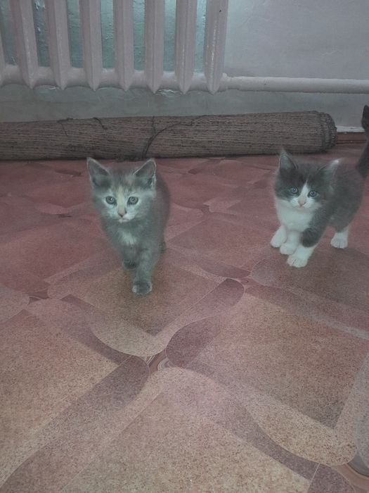 Медвежата дымочки