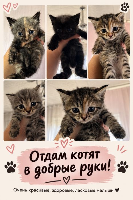 «Котята 2 месяца — в добрые руки »
