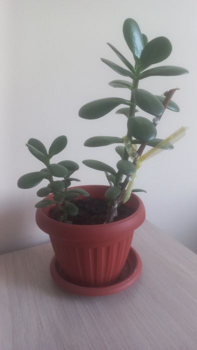 Денежное дерево цветок