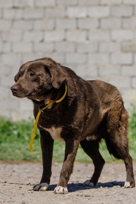 Шоколад ждет своего человека!