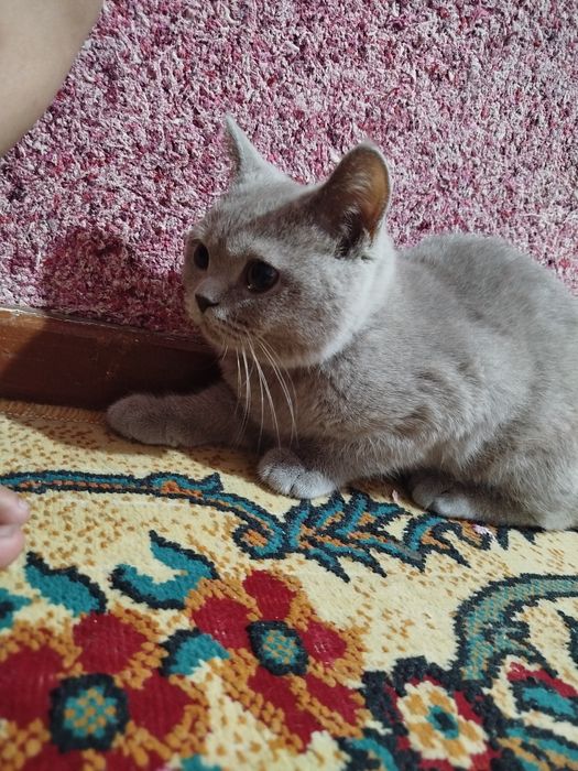 Скоттиш фолд,страйт