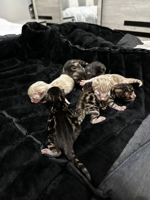 Чистокровные клубные бенгальские котята