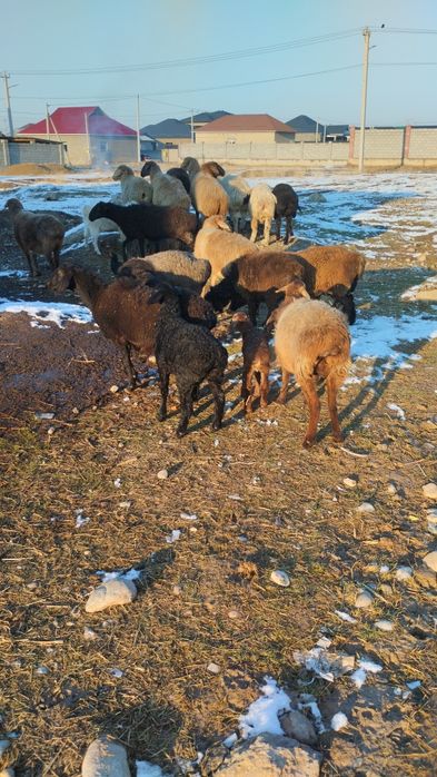 Қозыл қойлар сатылымда