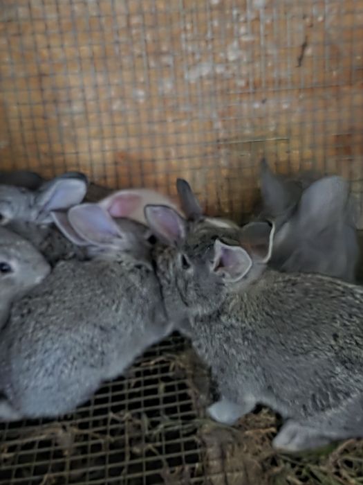 Продаю месячных крольчат