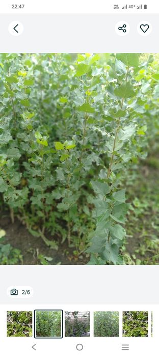 Саженцы тополя, клён, сирень.