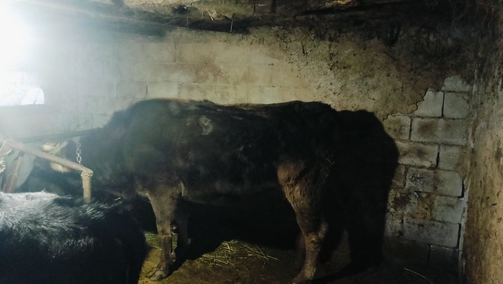 Карова Алатауский порода