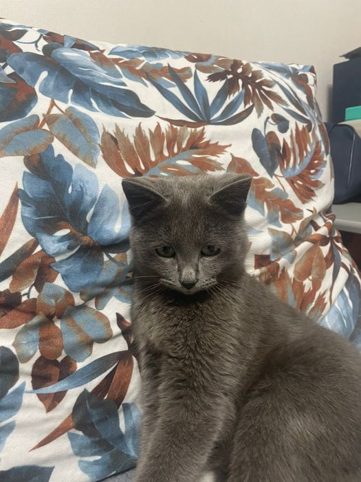 Стерелизованная девочка