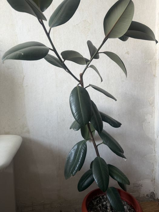 Продам фикус домашнее растение