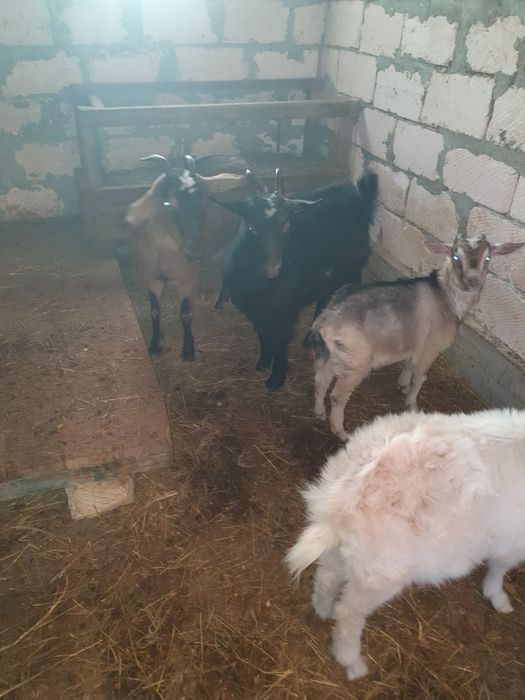 Продам коз разной породы