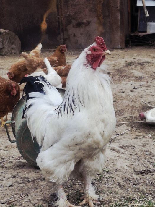 Брама кораз сатылады