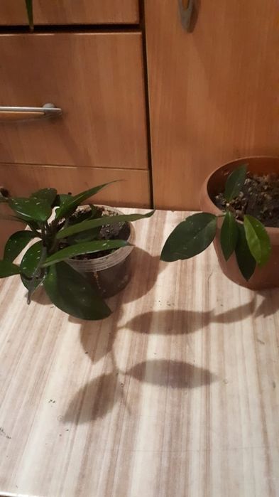 Цветы комнатные от 500тг