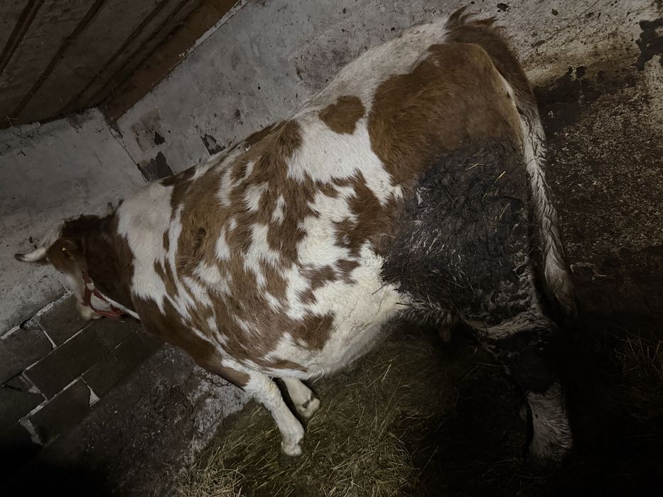 Vaca gestanata in 9 luni