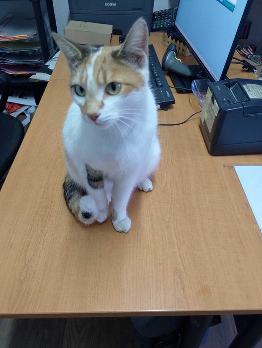 Подарявам котета