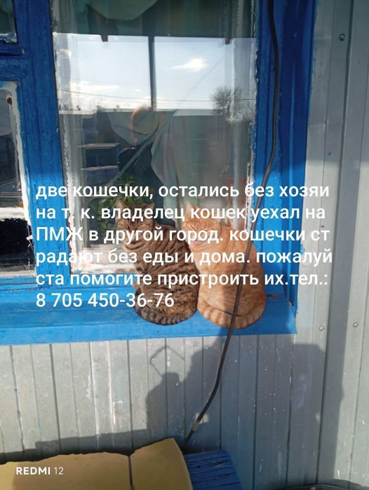 Отдам в добрые руки