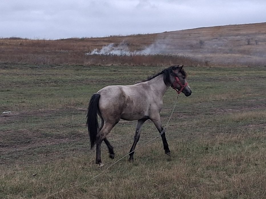 Manzoaca în 2 peri de un an