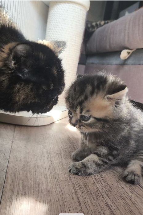 Британский мальчик из ПрофПитомника