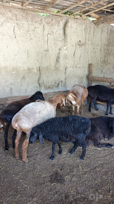 Совлук Куйлар сотилади еош бугоз