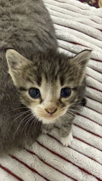 Котята…………………………………………………………