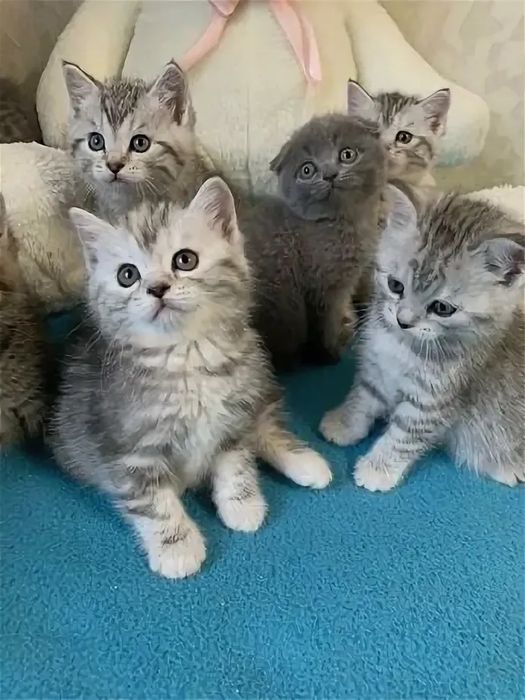 Роскошненькие Котята