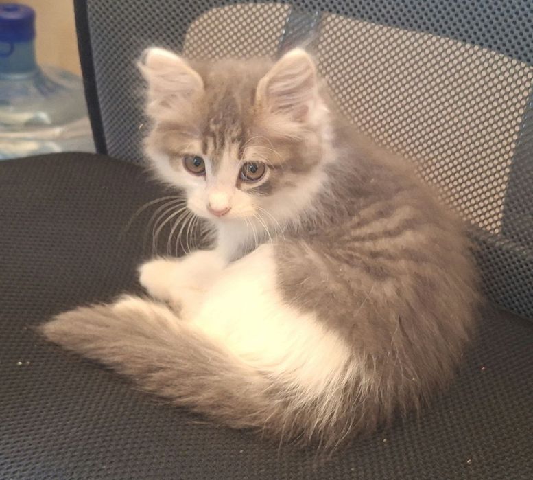 Котёнок в добрые руки