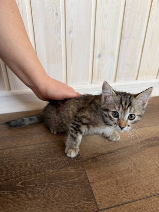 Отдадим котенка в добрые руки