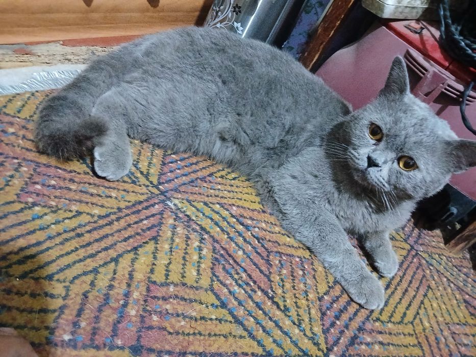 Scottish strayt zotli mushuk sotiladi o'g'il bola