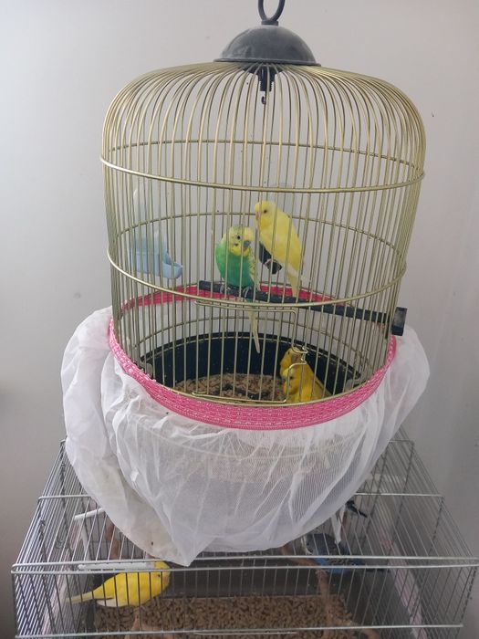 Papagali cu cușcă
