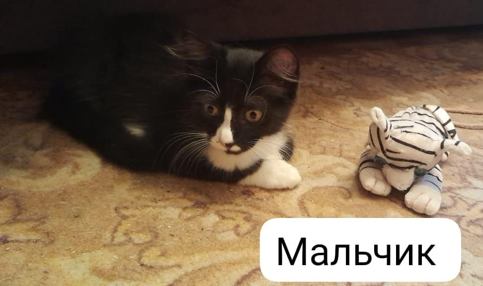 Отдам в добрые руки
