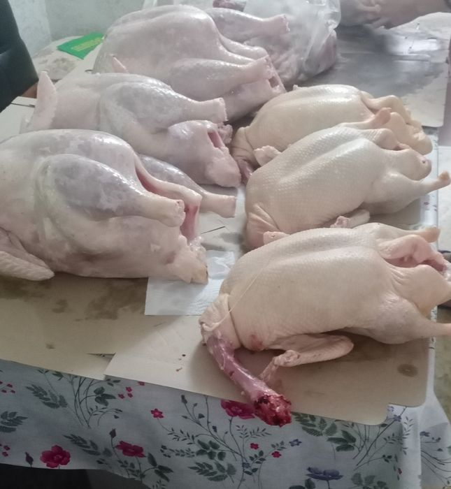Домашняя птица. Индейка.. Утка.