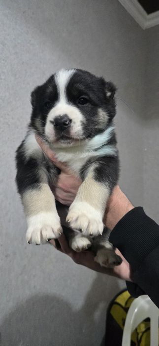 Срочно Щенки Алабая, 25 дней