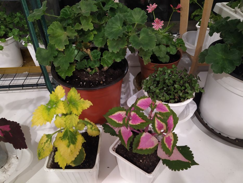 Пеларгония, Герань