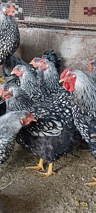 Инкубационный яйцо виондот