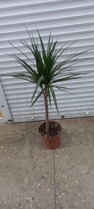 Продам комнатные растения