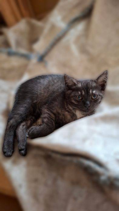 Отдам котенка , девочка