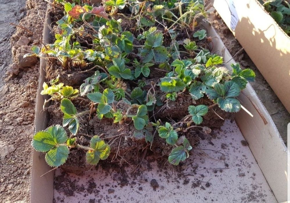 Vand stoloni capsuni si menta