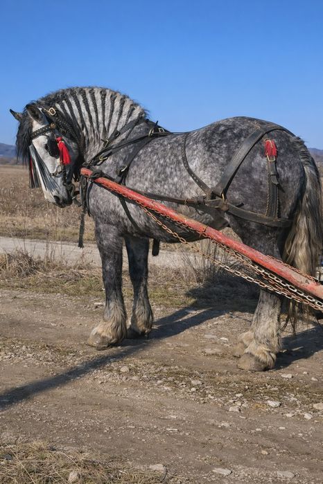Iapă grea gestanta in 8luni
