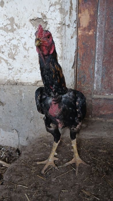 Дакан қораз сатылады