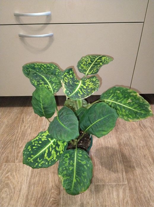 Комнатные цветы продажа