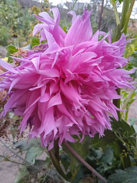 Продам рассаду Георгины