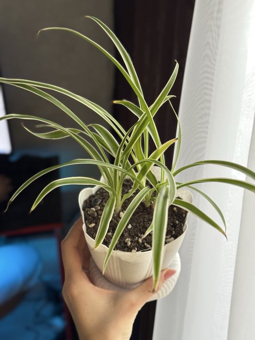 Все цветы по 500 и 1500