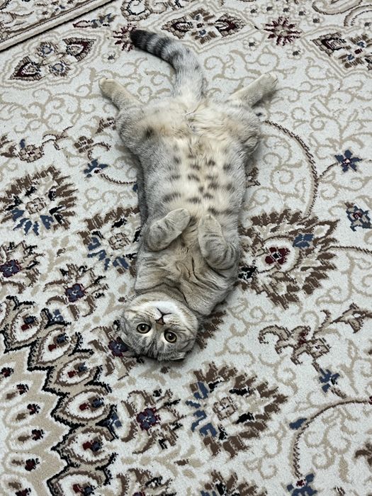 Шотландский вислоухий котик