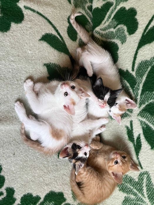 Puiuti pentru adoptie