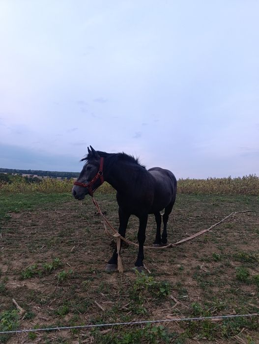 Mânză sură de 2 ani