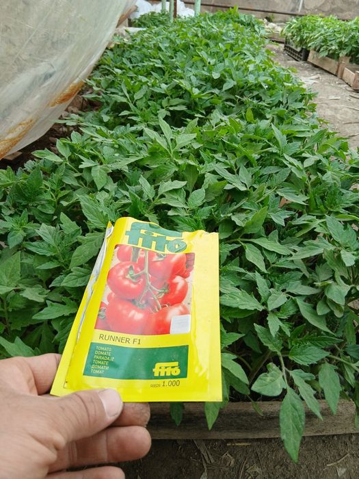 Памидор кучатлар бор