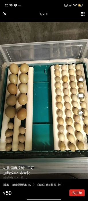 Инкубатор - universal, har xil tuxum ochadigan(to‘liq avtomatik) xitoy